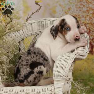 Chance, Catahoula Leopard Dog Puppy